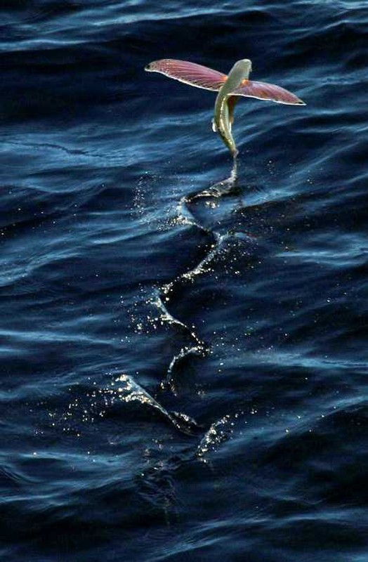 Giai bi an nhung sieu dong vat khong canh ma bay 